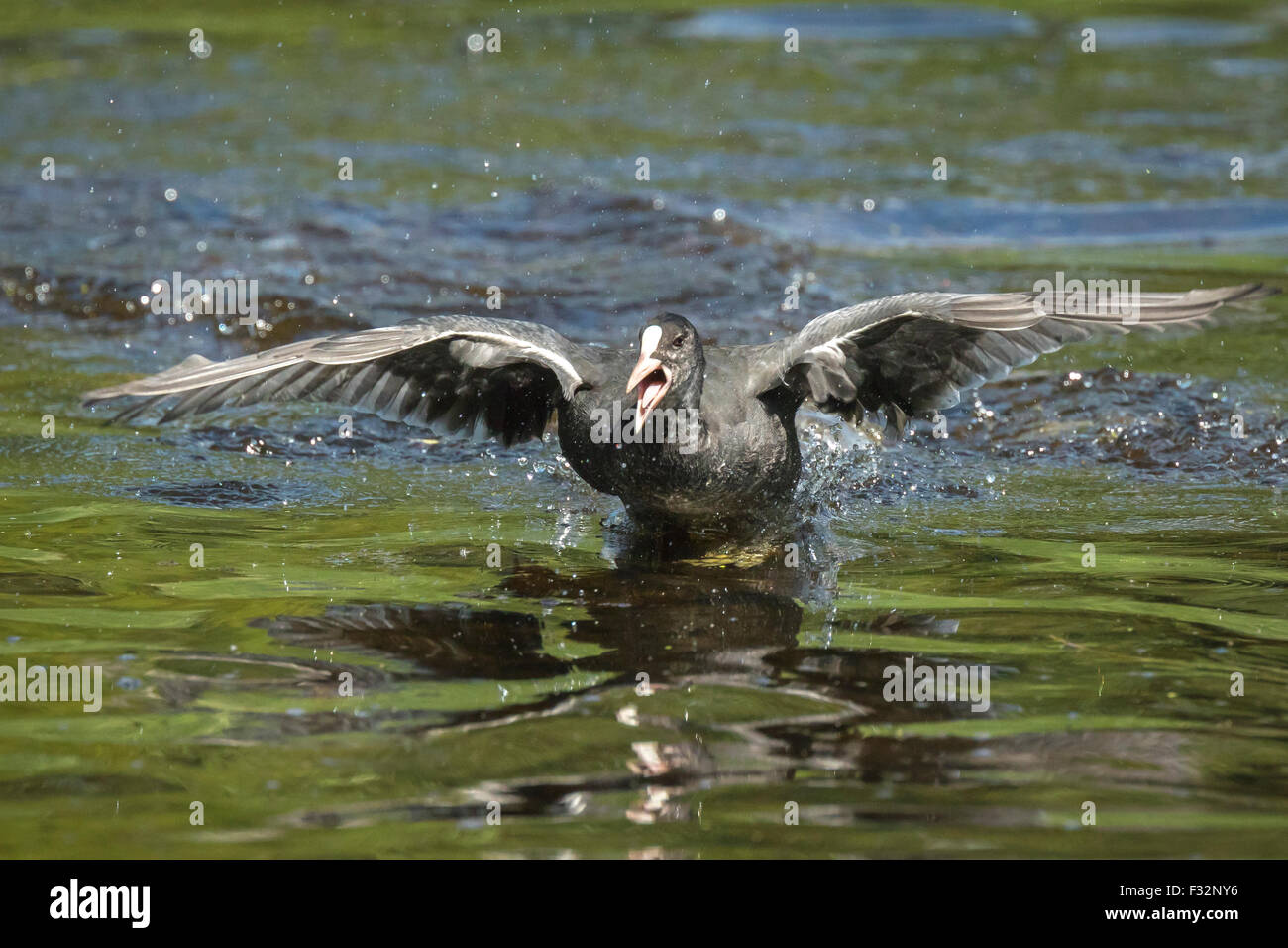 A young eurasian coot Fulica atra running on water during a fight. His wings are spread and reflection on the water is visible. Stock Photo