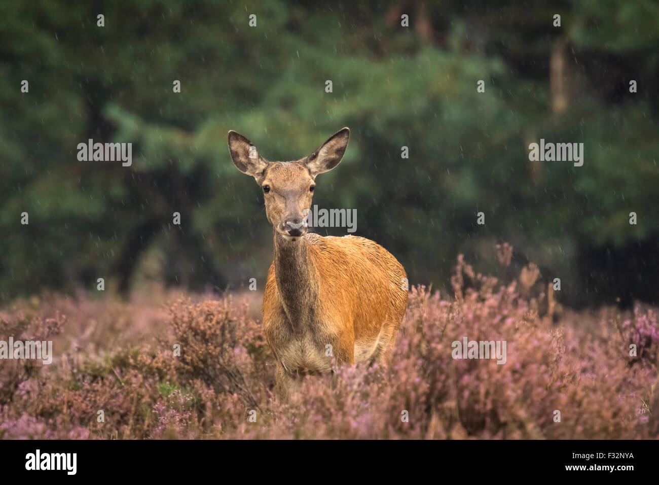 Female Red Deer (Cervus elaphus) in a meadow with purple heather in front of a forest on a rainy day. Stock Photo