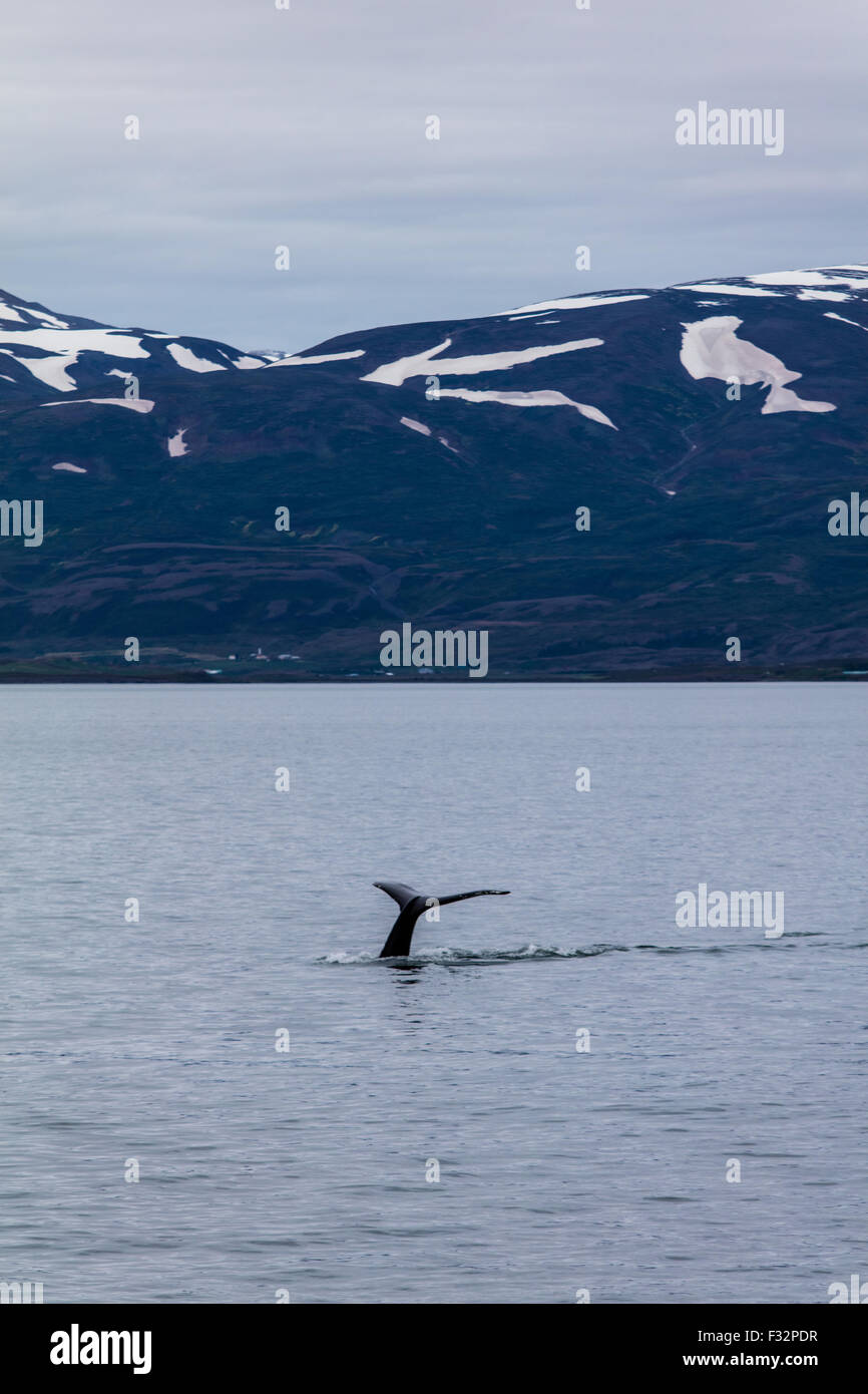 Akureyri Iceland whale watching Stock Photo