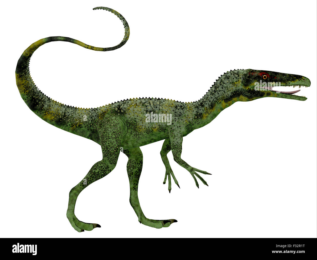 Juravenator was a small carnivorous dinosaur that lived in Germany during the Jurassic Period. Stock Photo