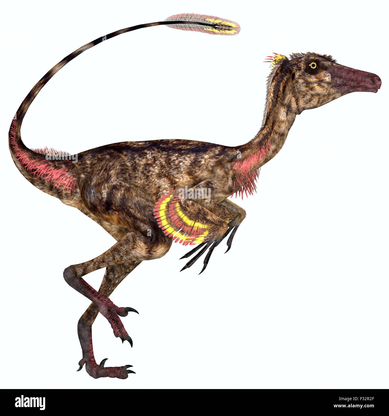 Troodon was a carnivorous small dinosaur that lived in North America during the Cretaceous Period. Stock Photo