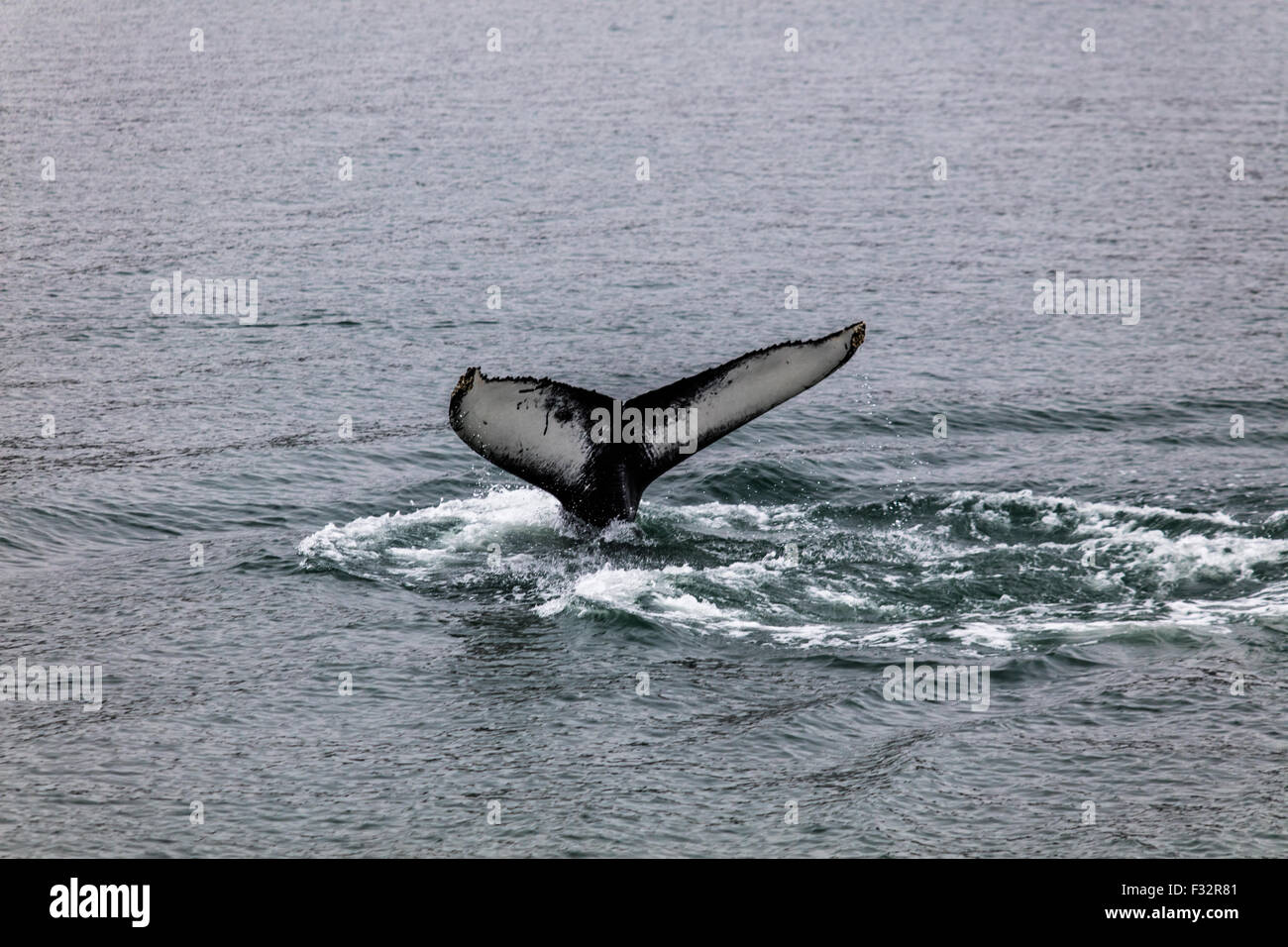 Whale watching iceland hi-res stock photography and images - Alamy