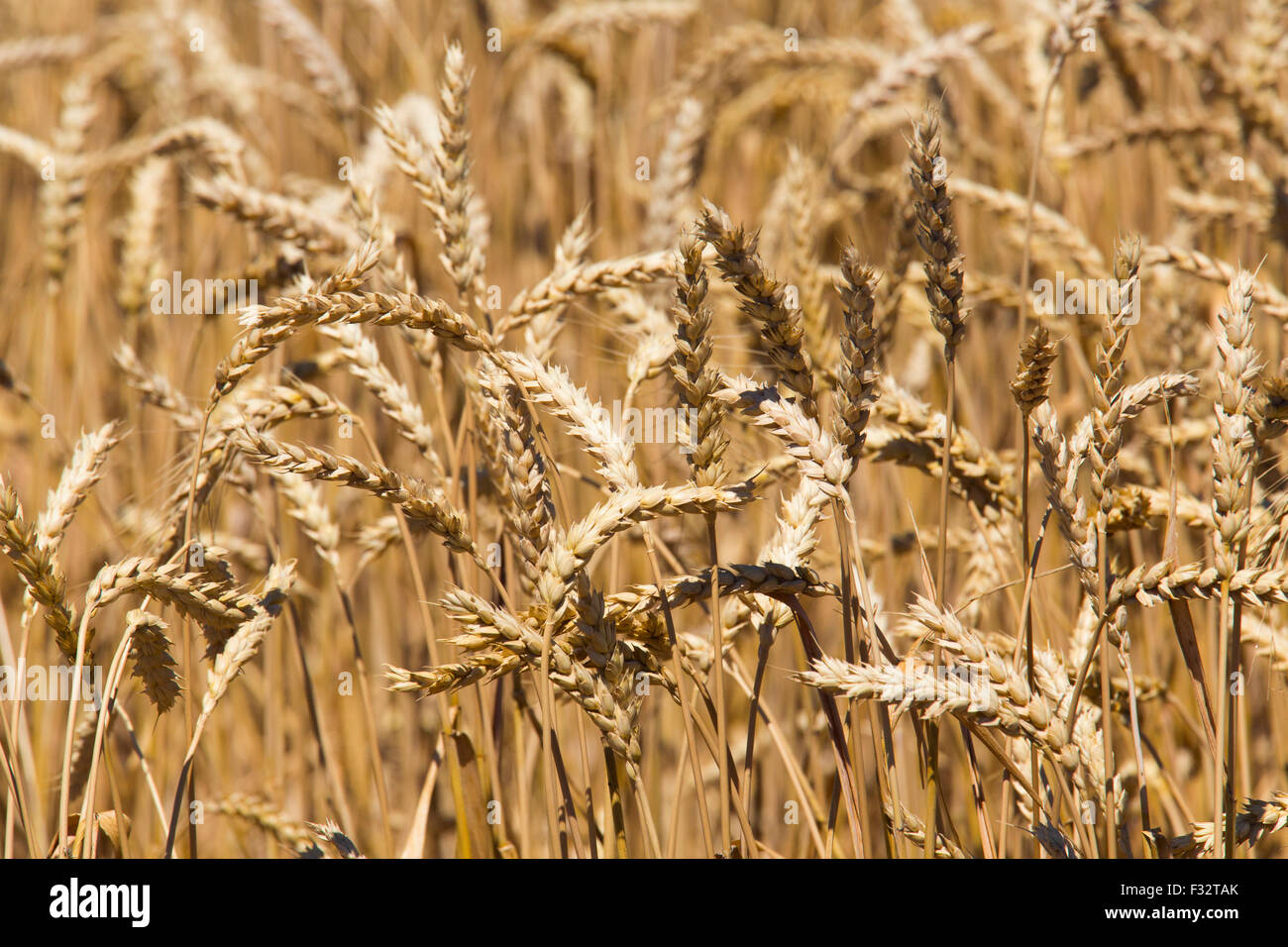 Moreland, Idaho - Idaho wheat field. Stock Photo