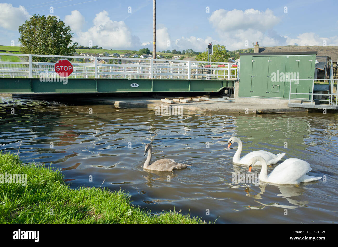 Family of swans swimming near a canal road bridge. Stock Photo