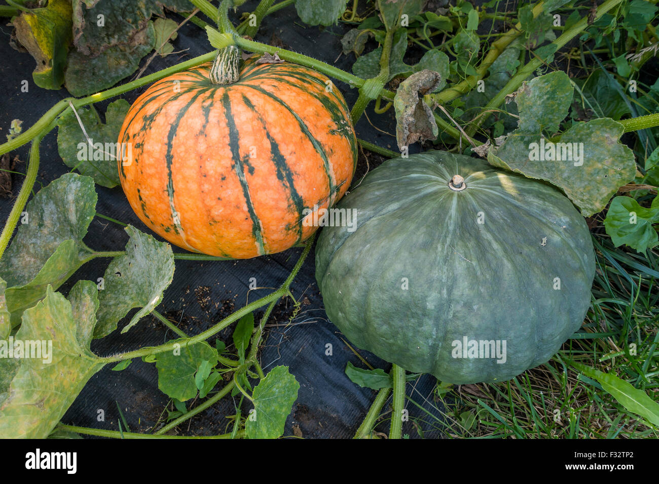 Squash Allotment Food Grow Your Own Food Fresh Produce Stock Photo