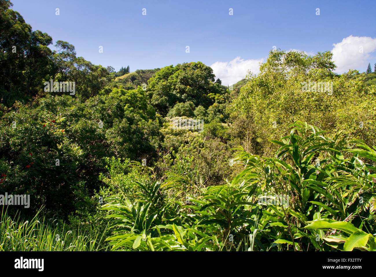 Scenic view of forest vegetation, trees & plants in Haiku, Maui, Hawaii