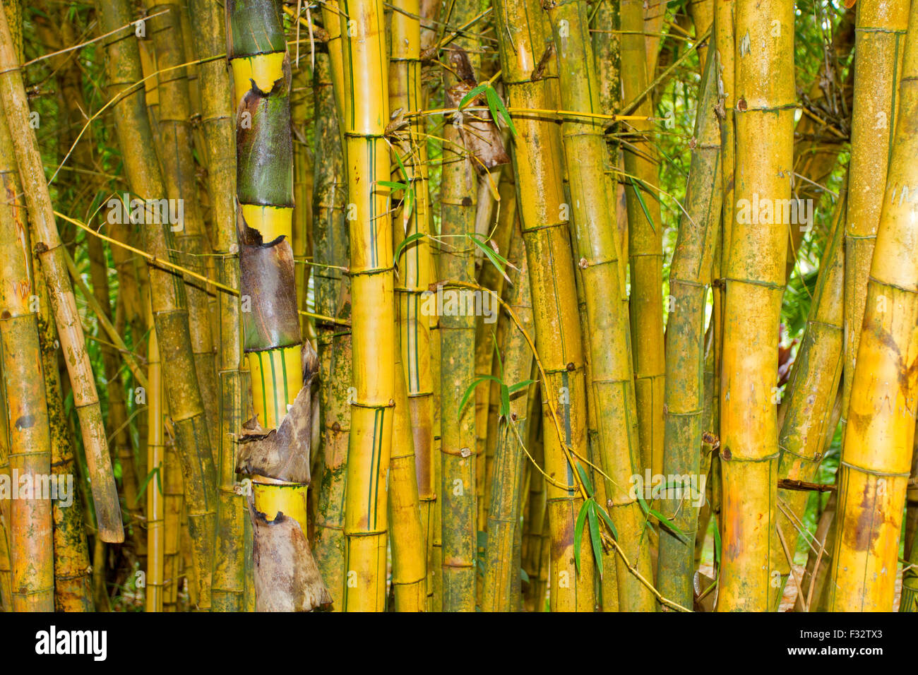 Bamboo stalks (Bambusoideae) close-up at Twin Falls, Hana Highway, Maui, Hawaii in August Stock Photo