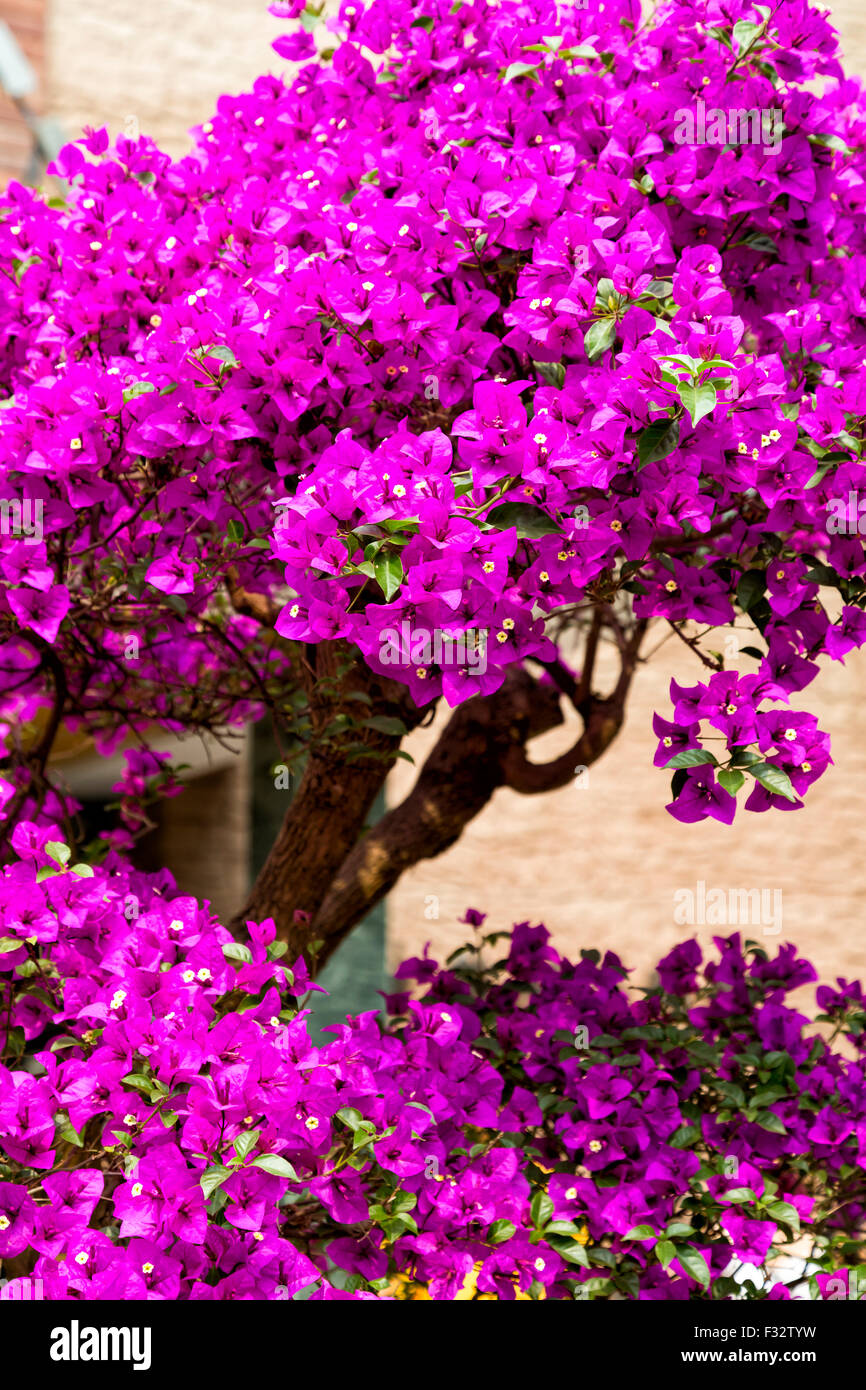 Chinese flowers hires stock photography and images Alamy