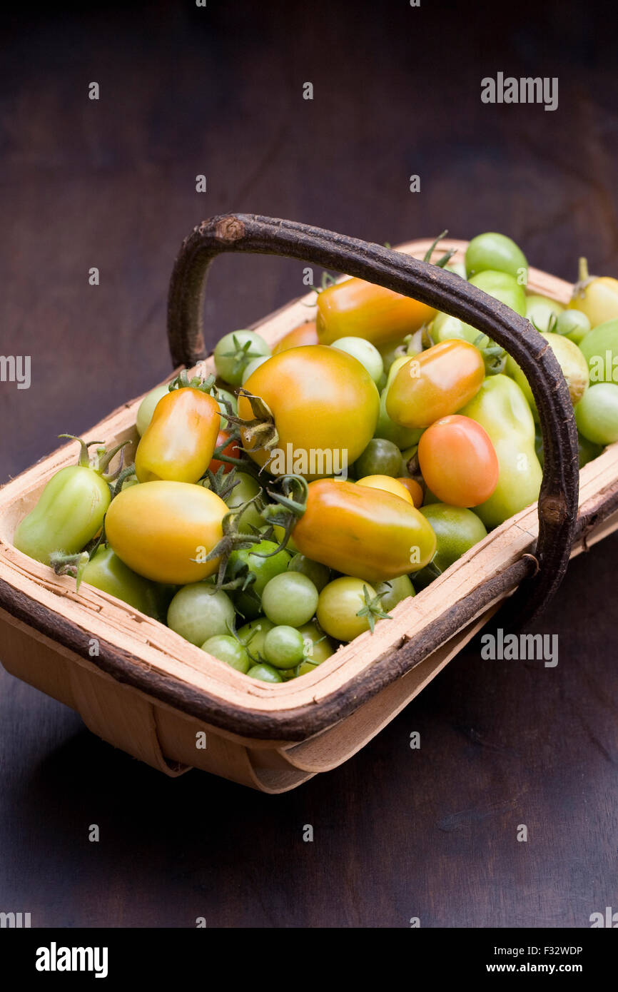 Lycopersicon esculentum. Unripe green tomatoes  at the end of summer in a trug. Stock Photo