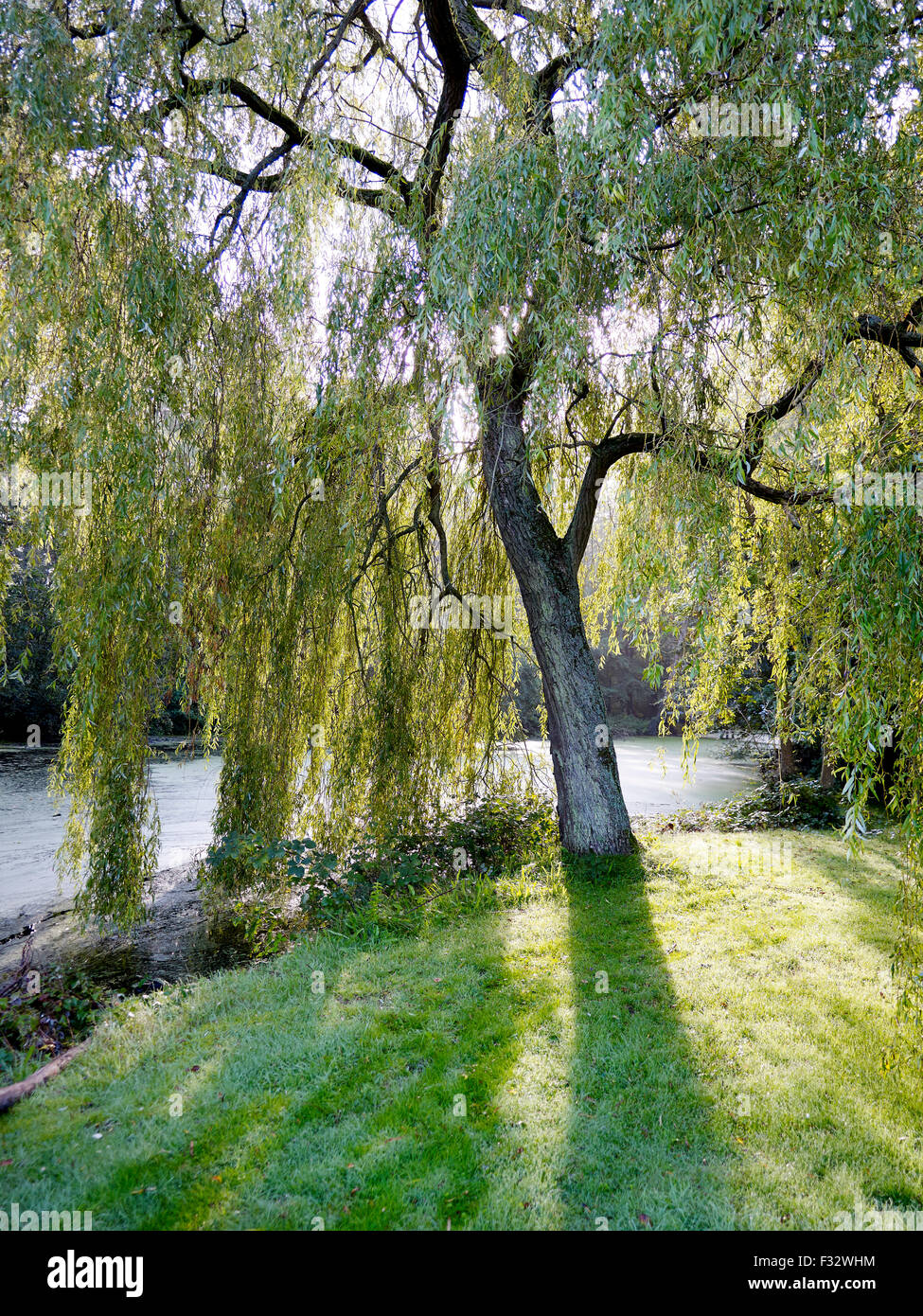 Weeping willow tree hi-res stock photography and images - Alamy