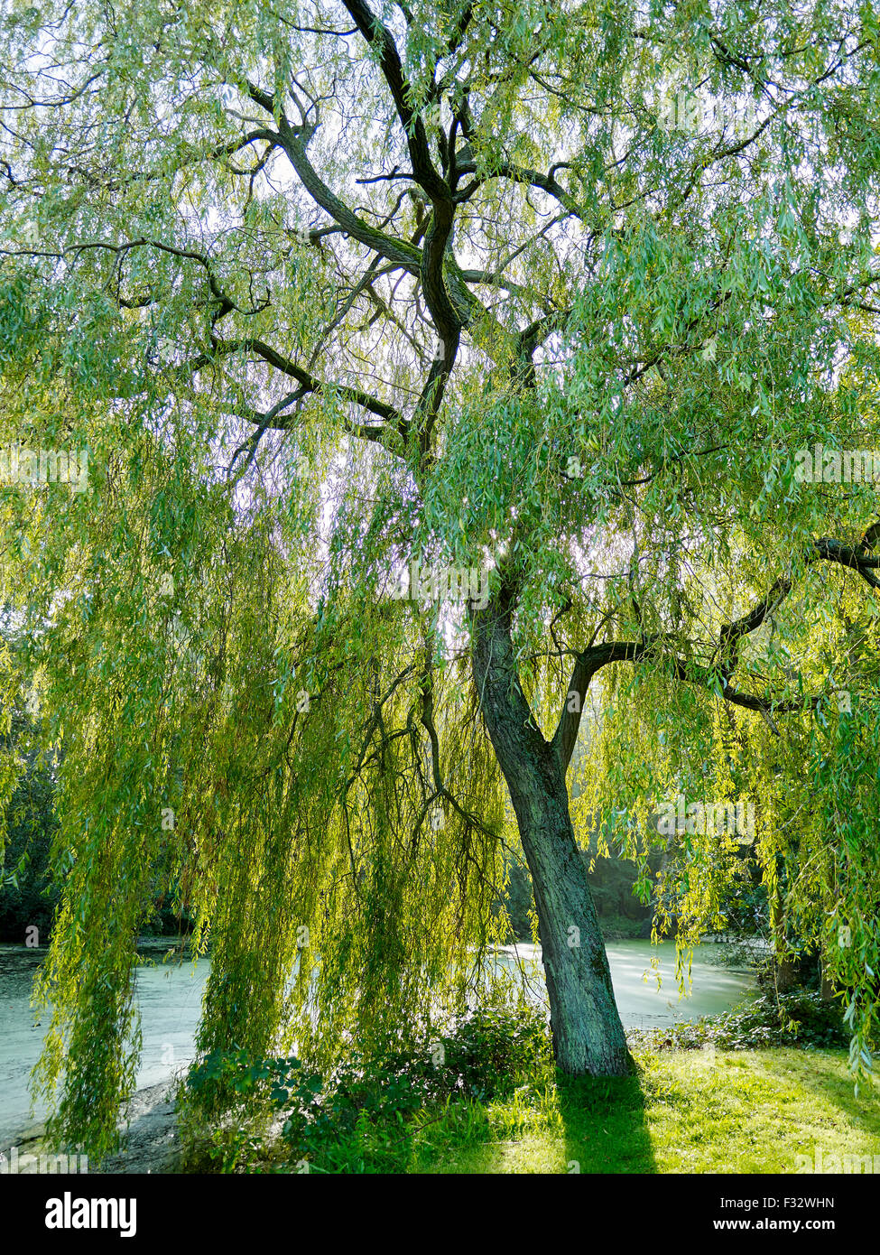 Autumn Willow Tree High Resolution Stock Photography And Images Alamy