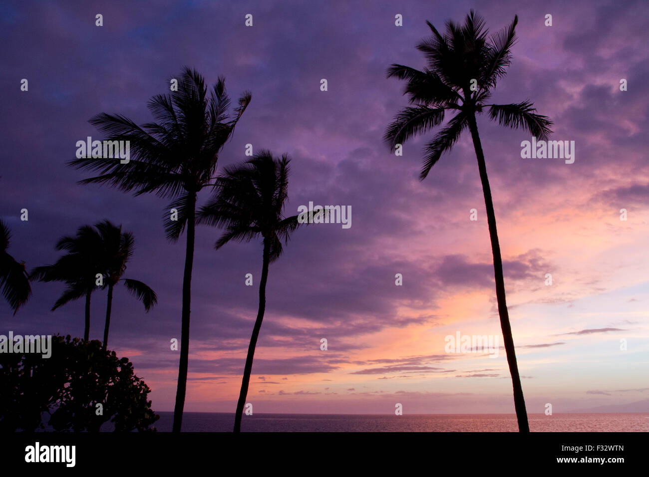 Palm trees sunset maui hawaii hi-res stock photography and images - Alamy