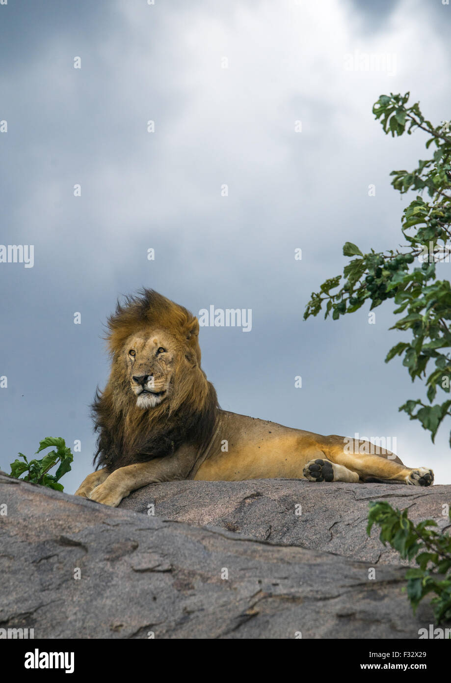 Kopje rocks in serengeti hi-res stock photography and images - Alamy