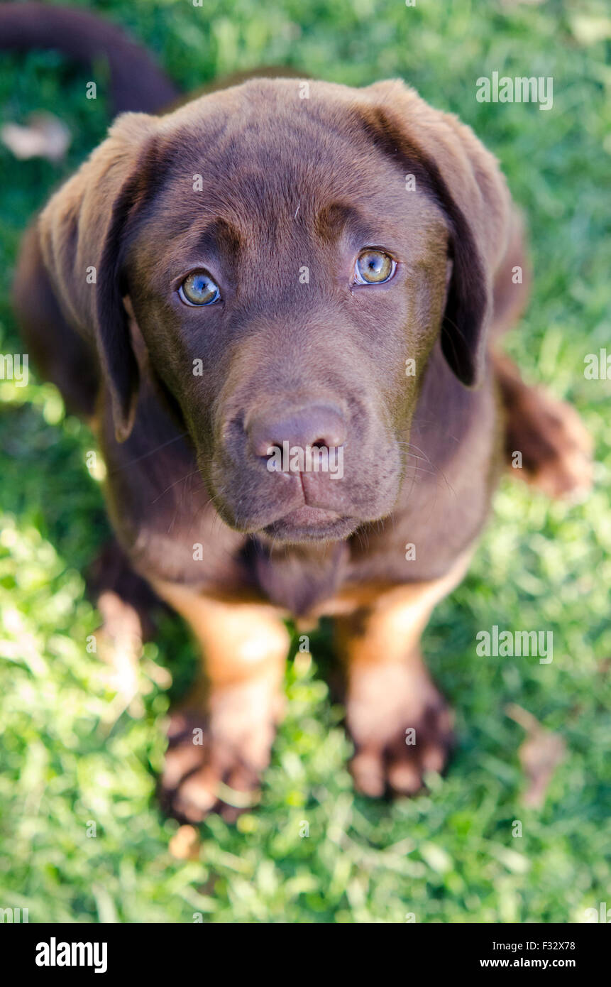 Chocolate Labrador Retriever puppy Stock Photo