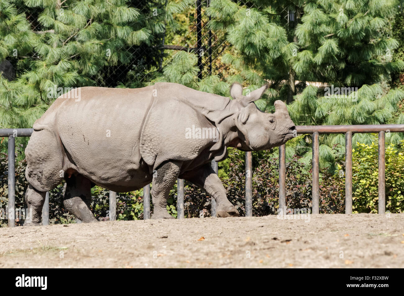 The Indian rhinoceros (Rhinoceros unicornis) at Warsaw Zoo, Poland Stock Photo