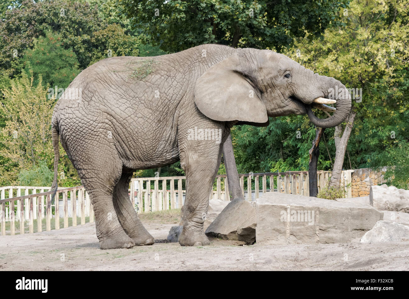 African bush elephant at Warsaw Zoo, Poland Stock Photo