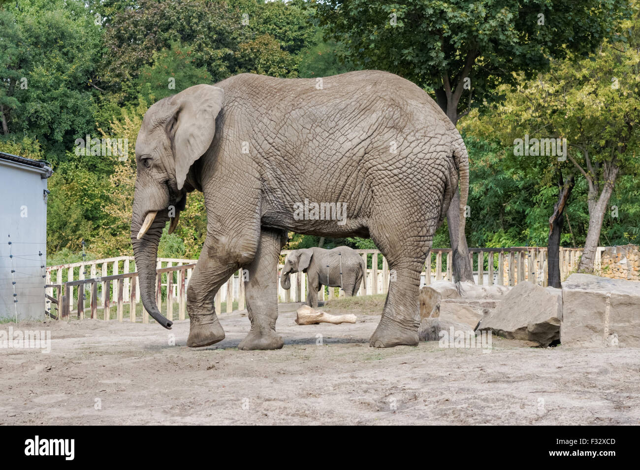 African elephant subspecies hi-res stock photography and images - Alamy