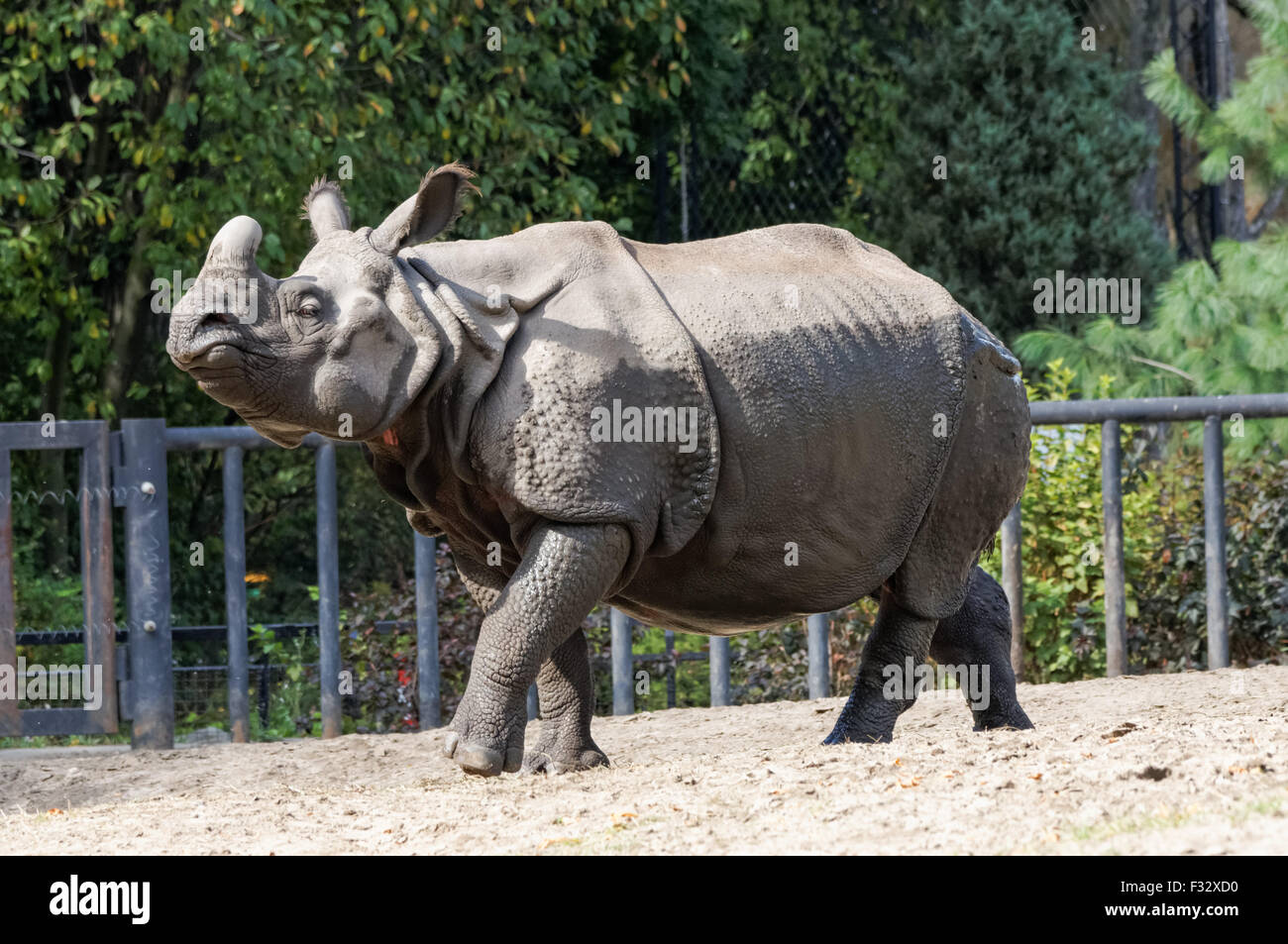 The Indian rhinoceros (Rhinoceros unicornis) at Warsaw Zoo, Poland Stock Photo