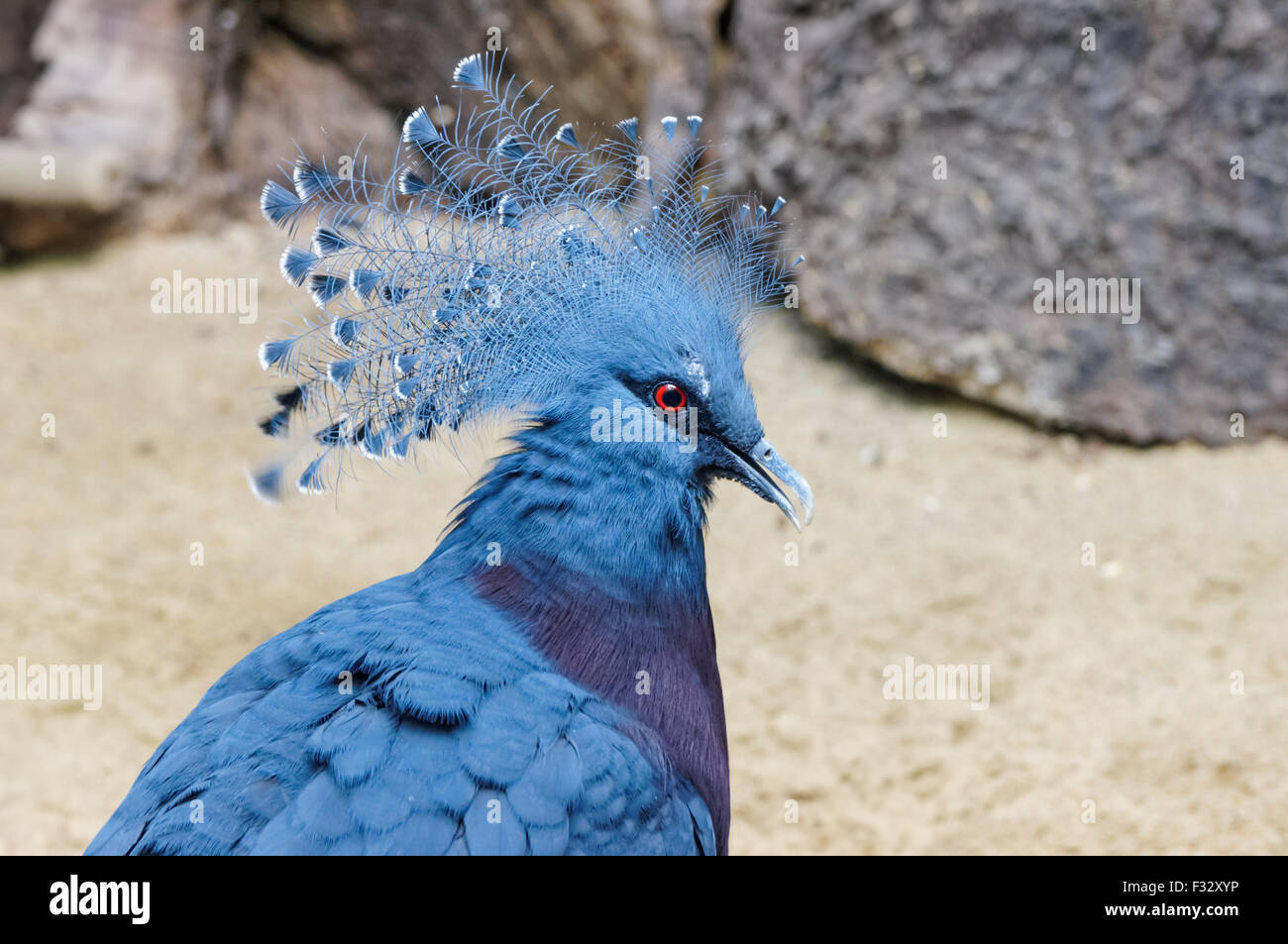 The Victoria crowned pigeon (Goura victoria) at Warsaw Zoo, Poland Stock Photo