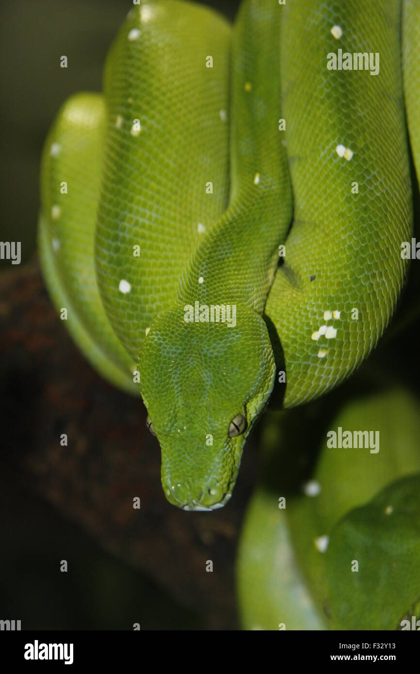 green snake, green python Stock Photo - Alamy