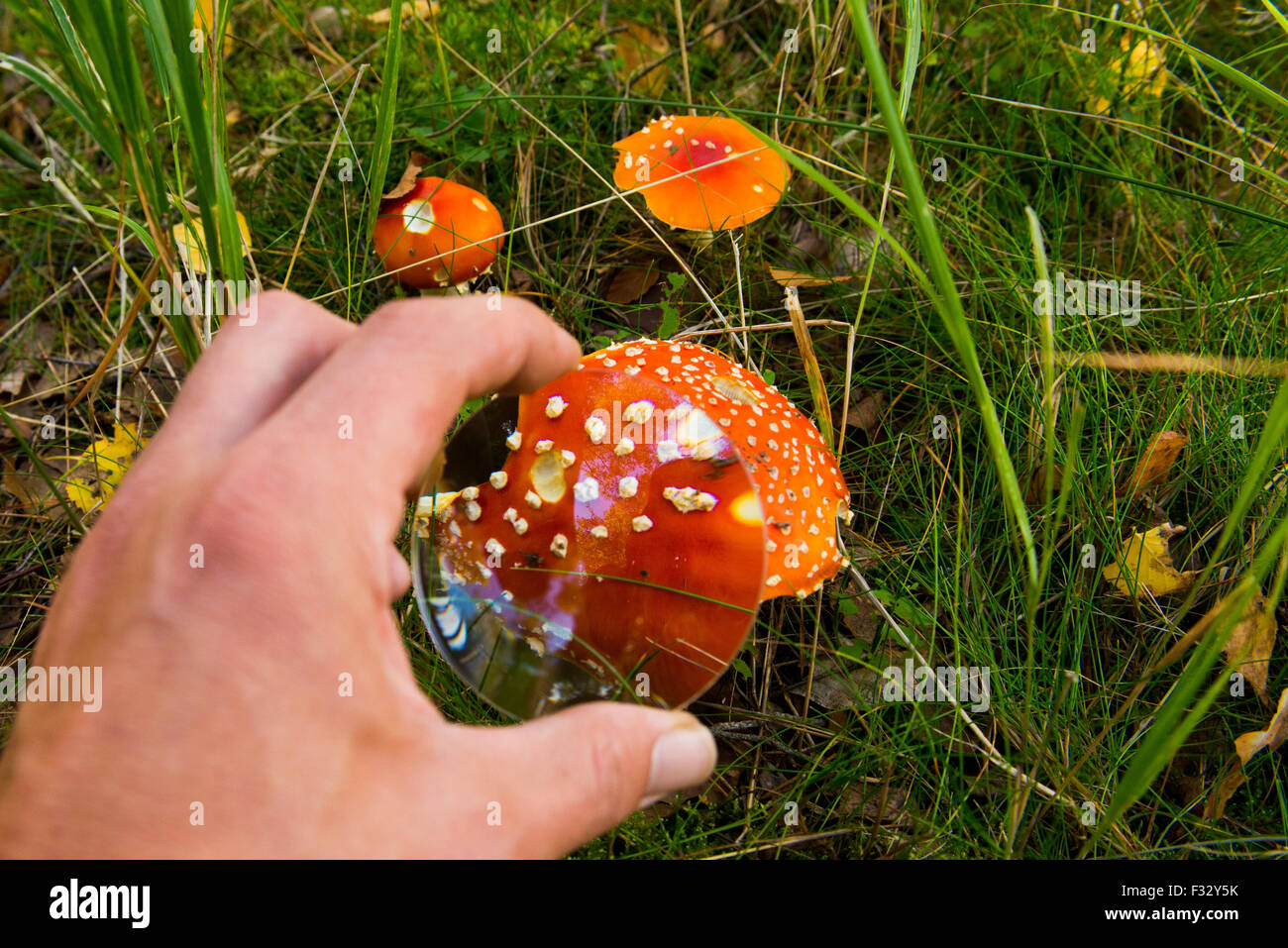Boy hand examine a toadstool in the grounds with magnifier, wood, forest autumn, amanita, poisonous mushrooms, close up, macro Stock Photo