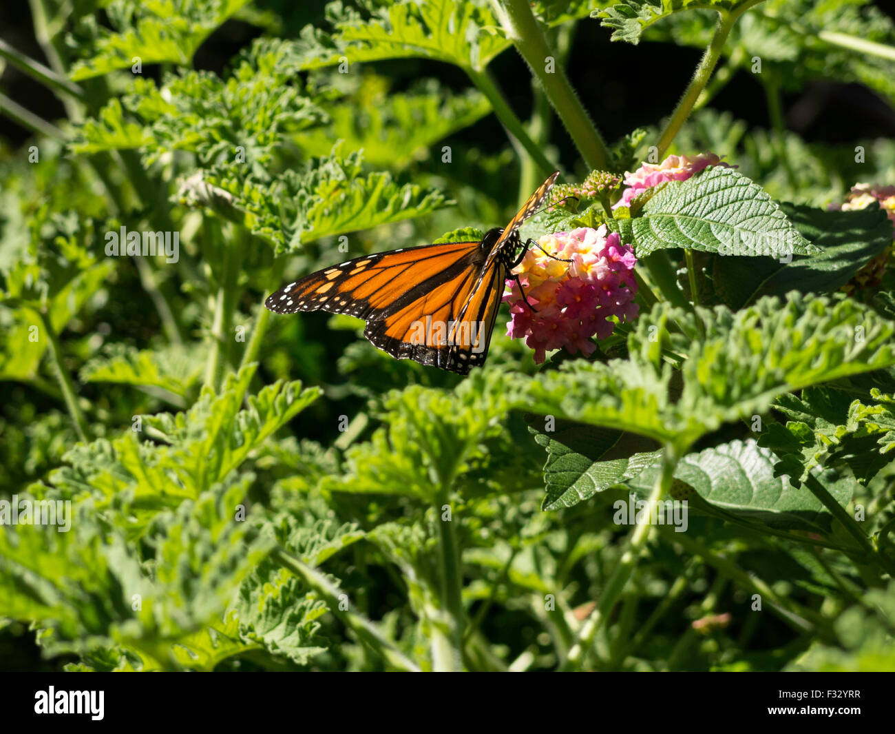 Monarch Butterfly in the Fragrance Garden, The Brooklyn Botanic Garden, NYC, USA Stock Photo