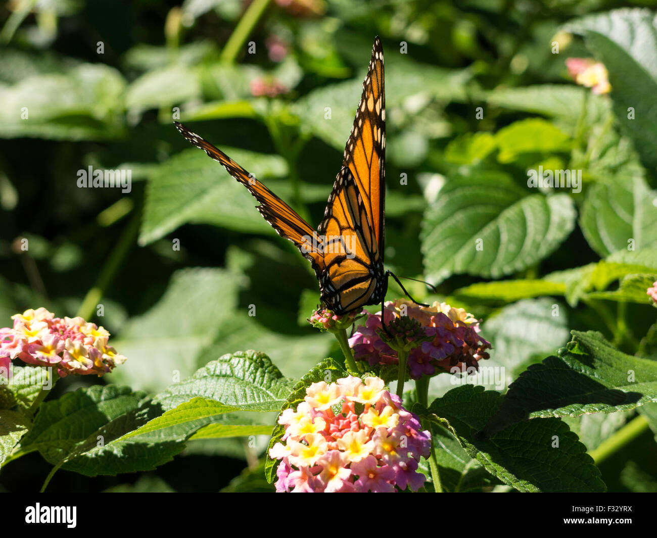 Monarch Butterfly in the Fragrance Garden, The Brooklyn Botanic Garden, NYC, USA Stock Photo
