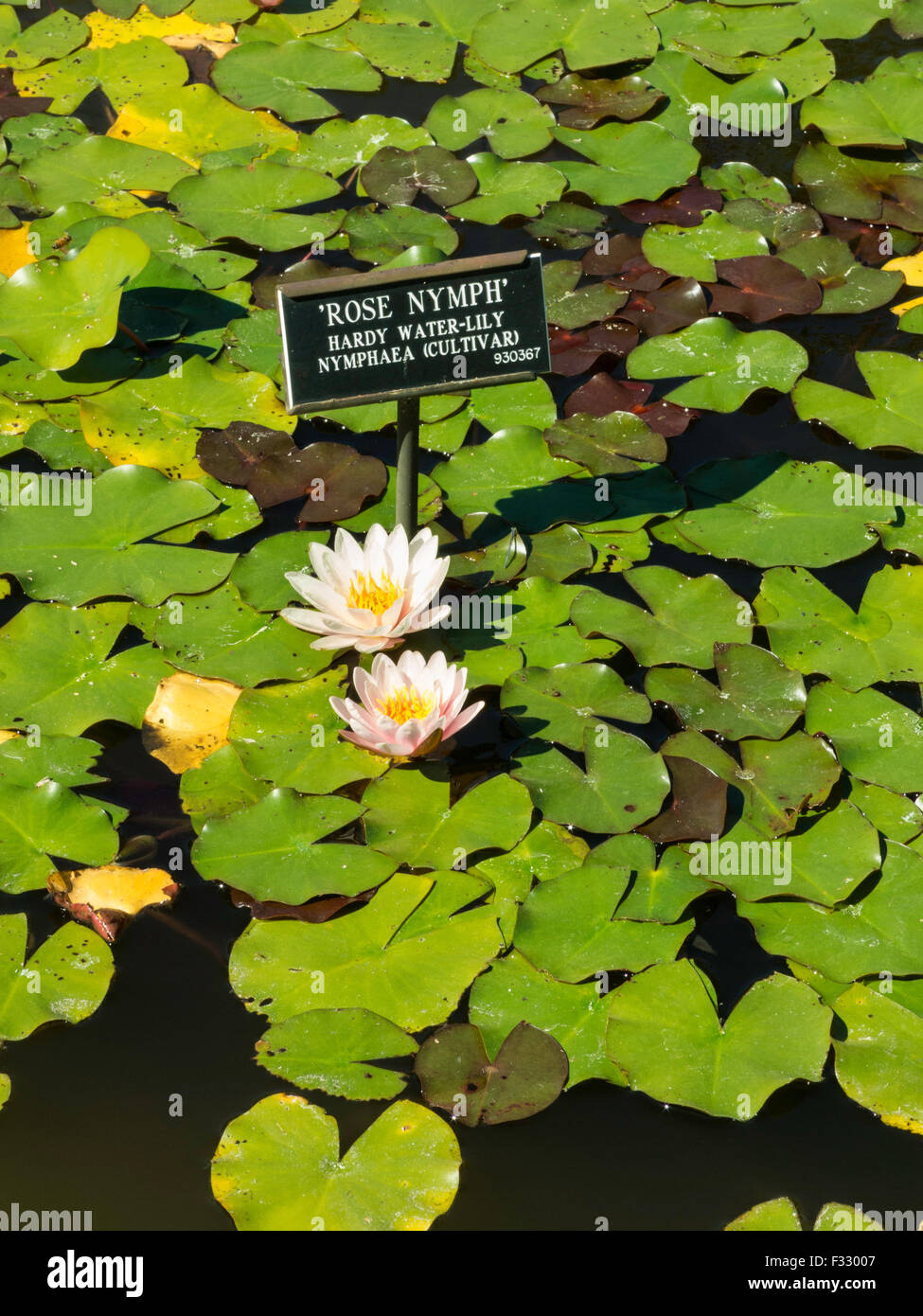Lily Pool in The Brooklyn Botanic Garden, NYC, USA Stock Photo Alamy