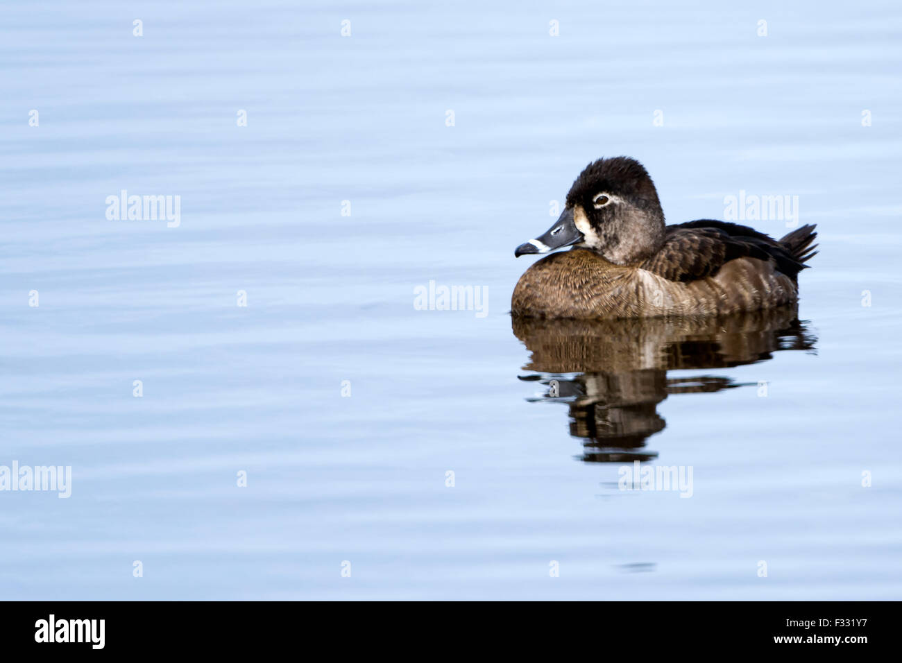 Ring-Necked Duck Stock Photo
