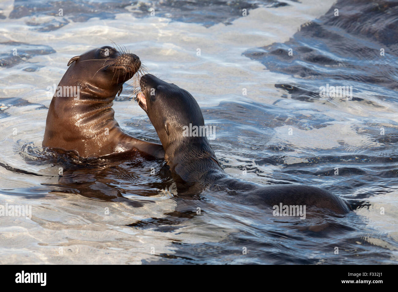 Galapagos Sea Lions (Zalophus wollebaeki) playing in ocean Stock Photo
