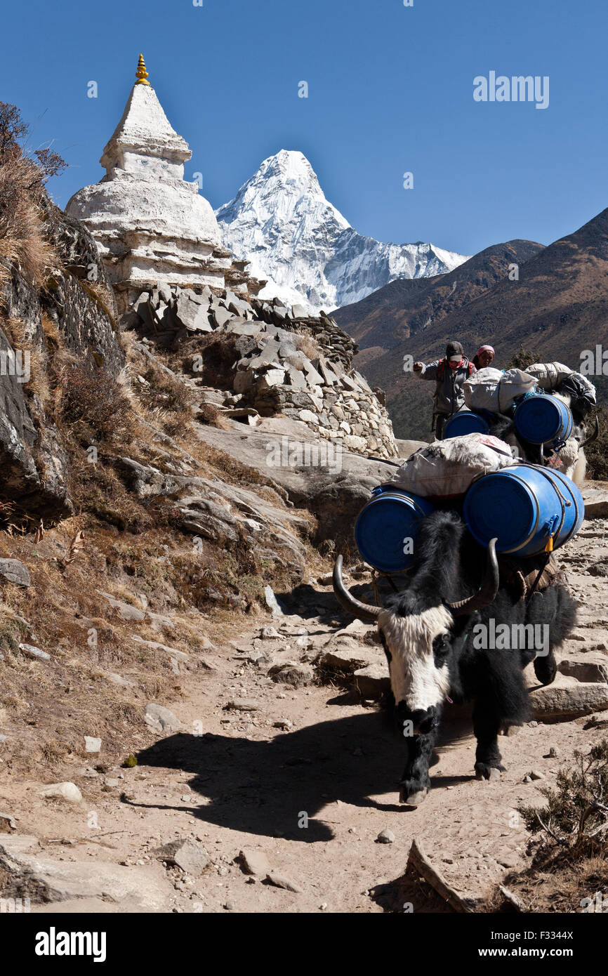 Amadablam mountain in background and yaks uploaded moving down the path in Nepal Stock Photo