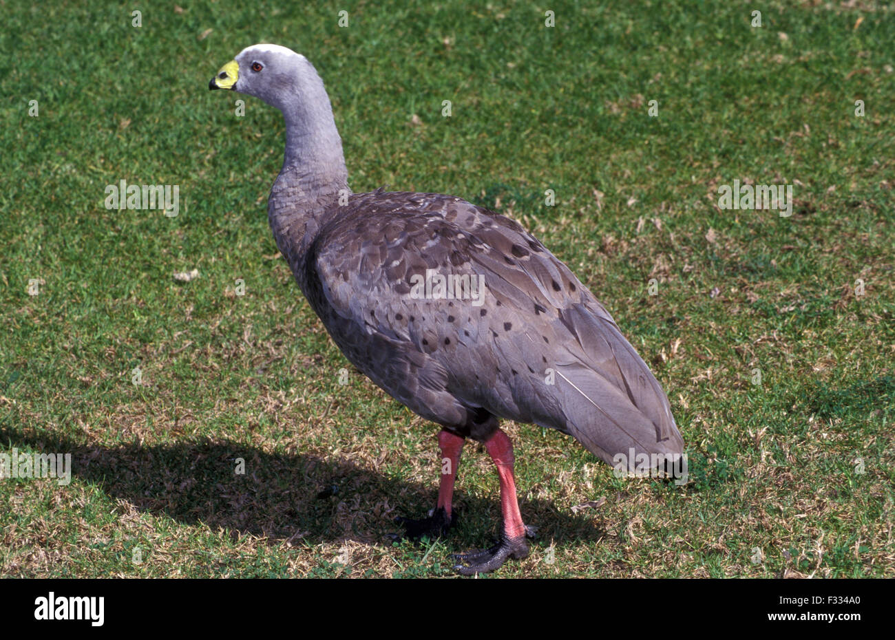 The Cape Barren goose (Cereopsis novaehollandiae) is a large goose resident in southern Australia. Stock Photo