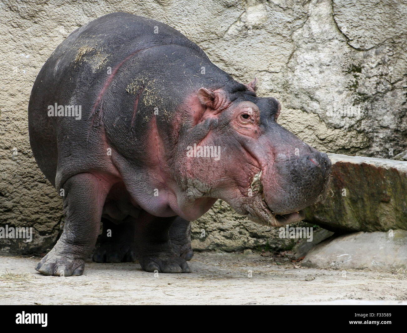 Feeding African Hippo (Hippopotamus amphibius) in close-up Stock Photo