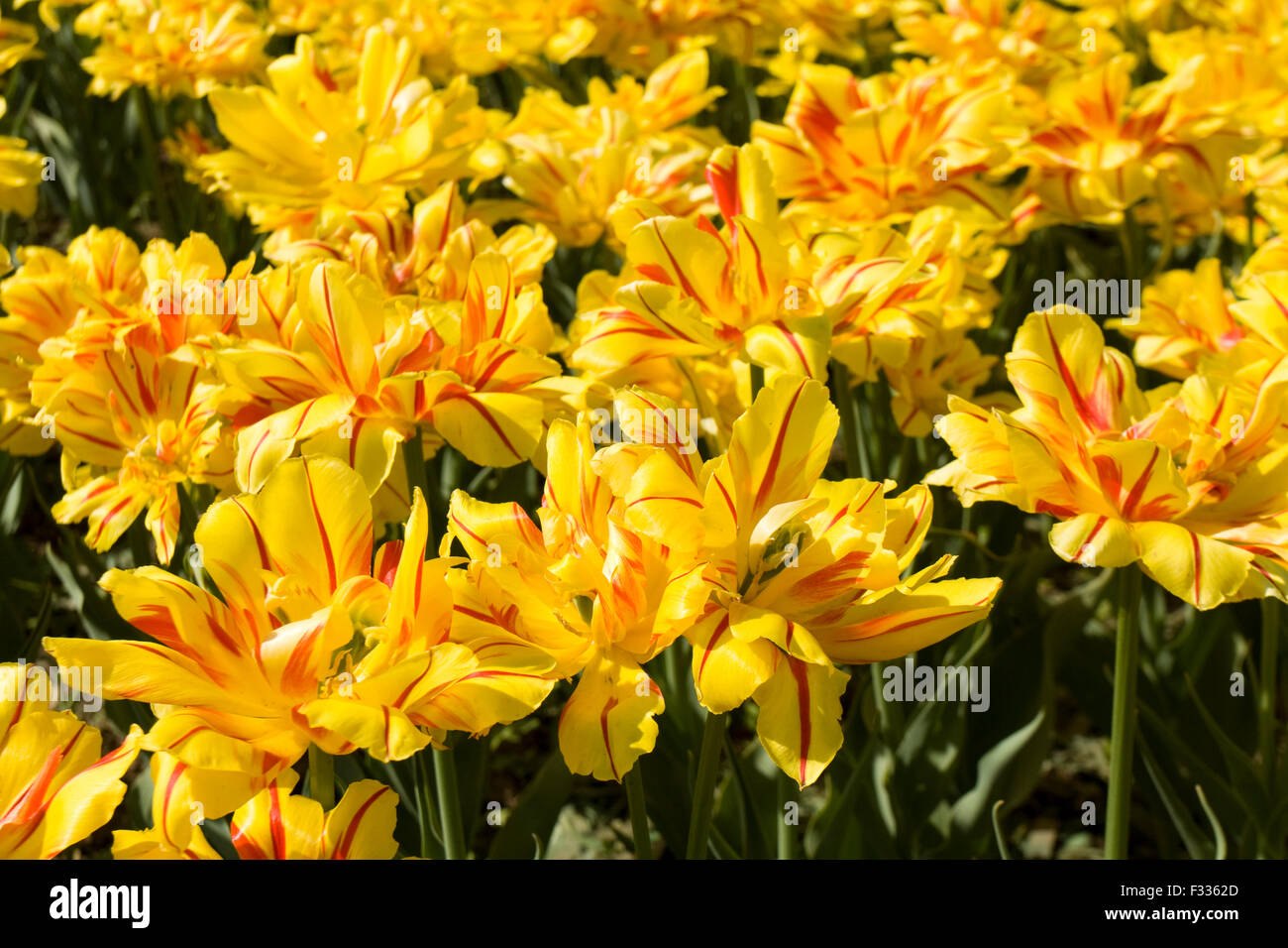 Flower bed with many tulips of yellow colour with red lines Stock Photo ...