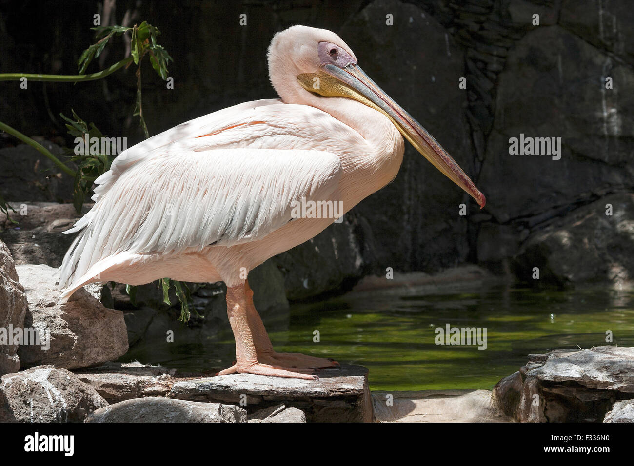 Pelican (Pelecanidae, Pelecanus), captive, Palmitos Park, Maspalomas, Gran Canaria, Canary Islands, Spain Stock Photo