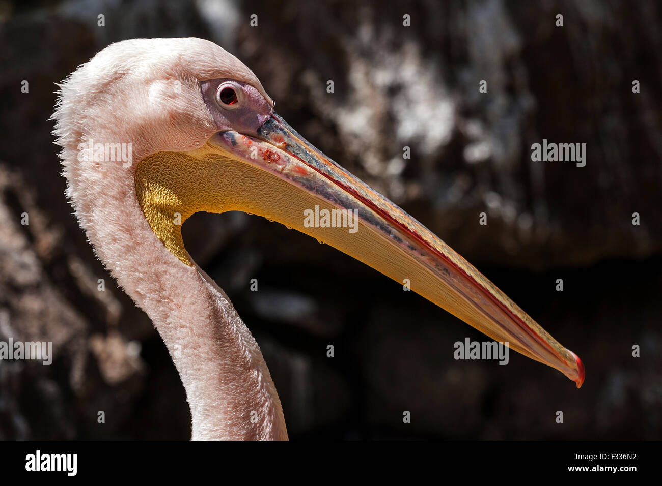 Pelican (Pelecanidae, Pelecanus), portrait, captive, Palmitos Park, Maspalomas, Gran Canaria, Canary Islands, Spain Stock Photo