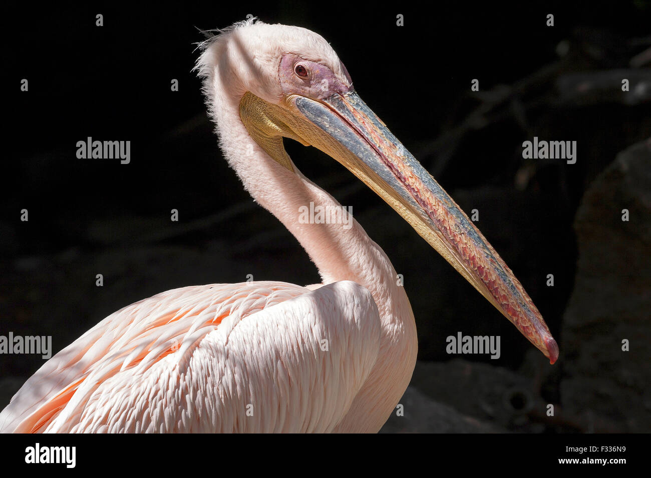 Pelican (Pelecanidae, Pelecanus), captive, Palmitos Park, Maspalomas, Gran Canaria, Canary Islands, Spain Stock Photo