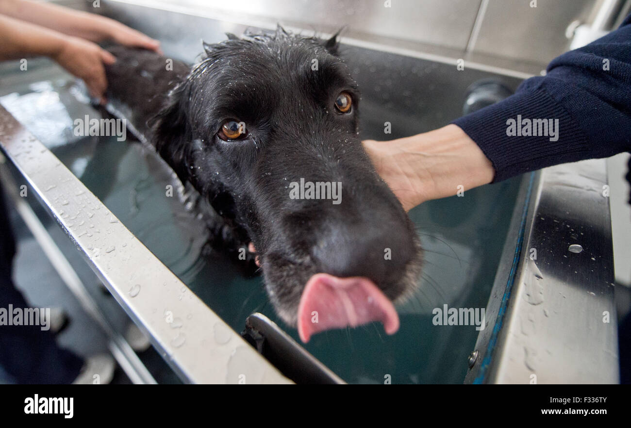 12yearold dog Paul is submerged in water up to his belly during