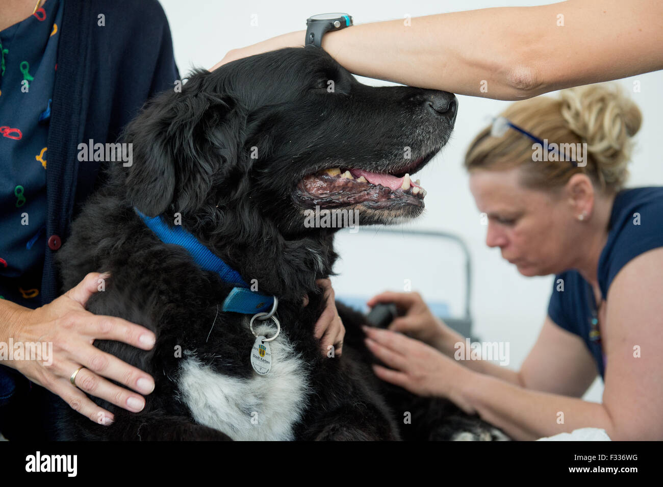 Animal physiotherapist Christine Kinbach treats 12-year-old dog Paul with  an ultrasound device, at the Physio Pet animal physiotherapy centre in  Frankfurt am Main, Germany, 28 July 2015. The centre offers a range