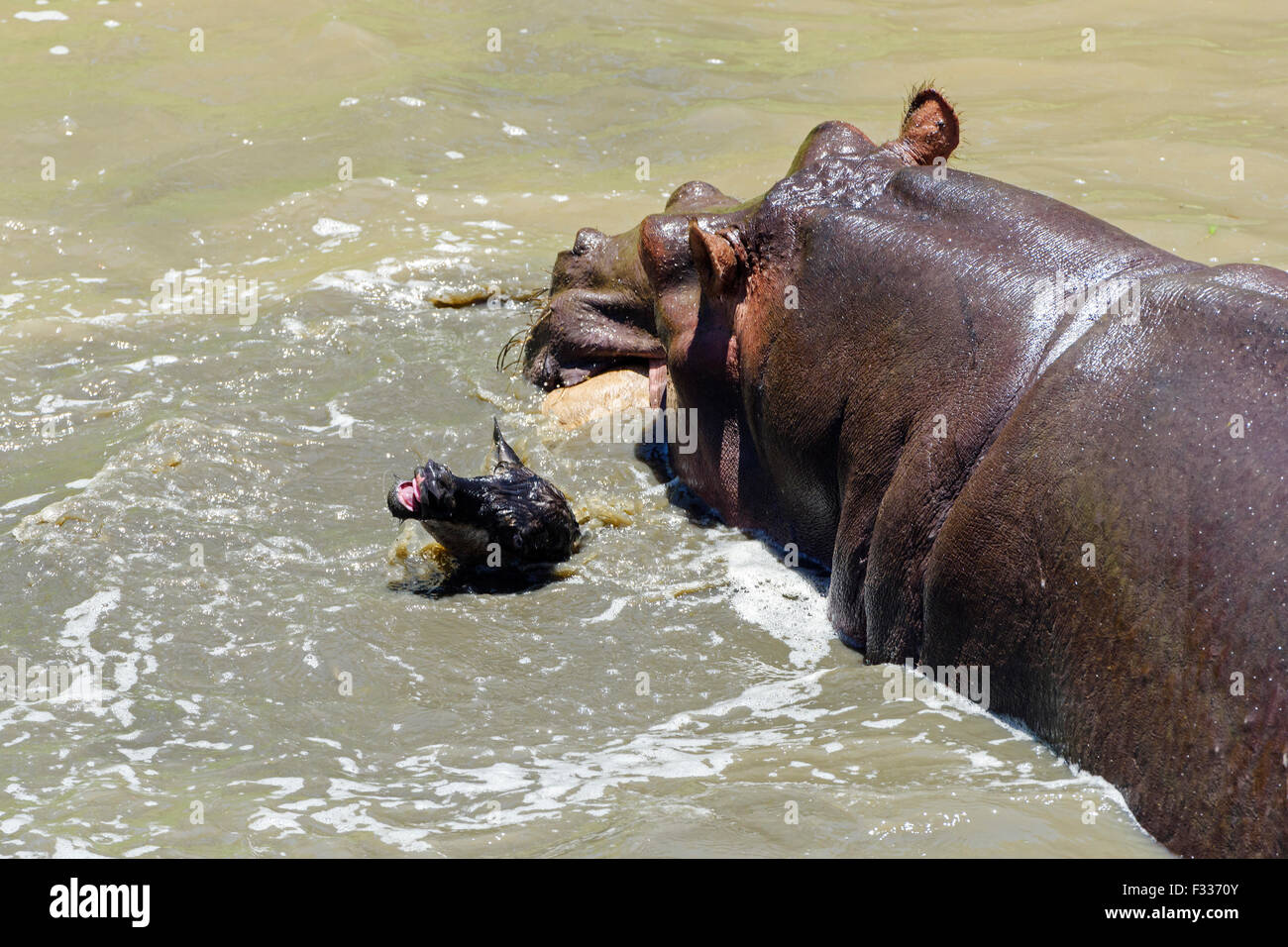 Hippopotamus (Hippopotamus amphibious) hunting and killing wildebeest calf, unusual behaviour, rarity Stock Photo