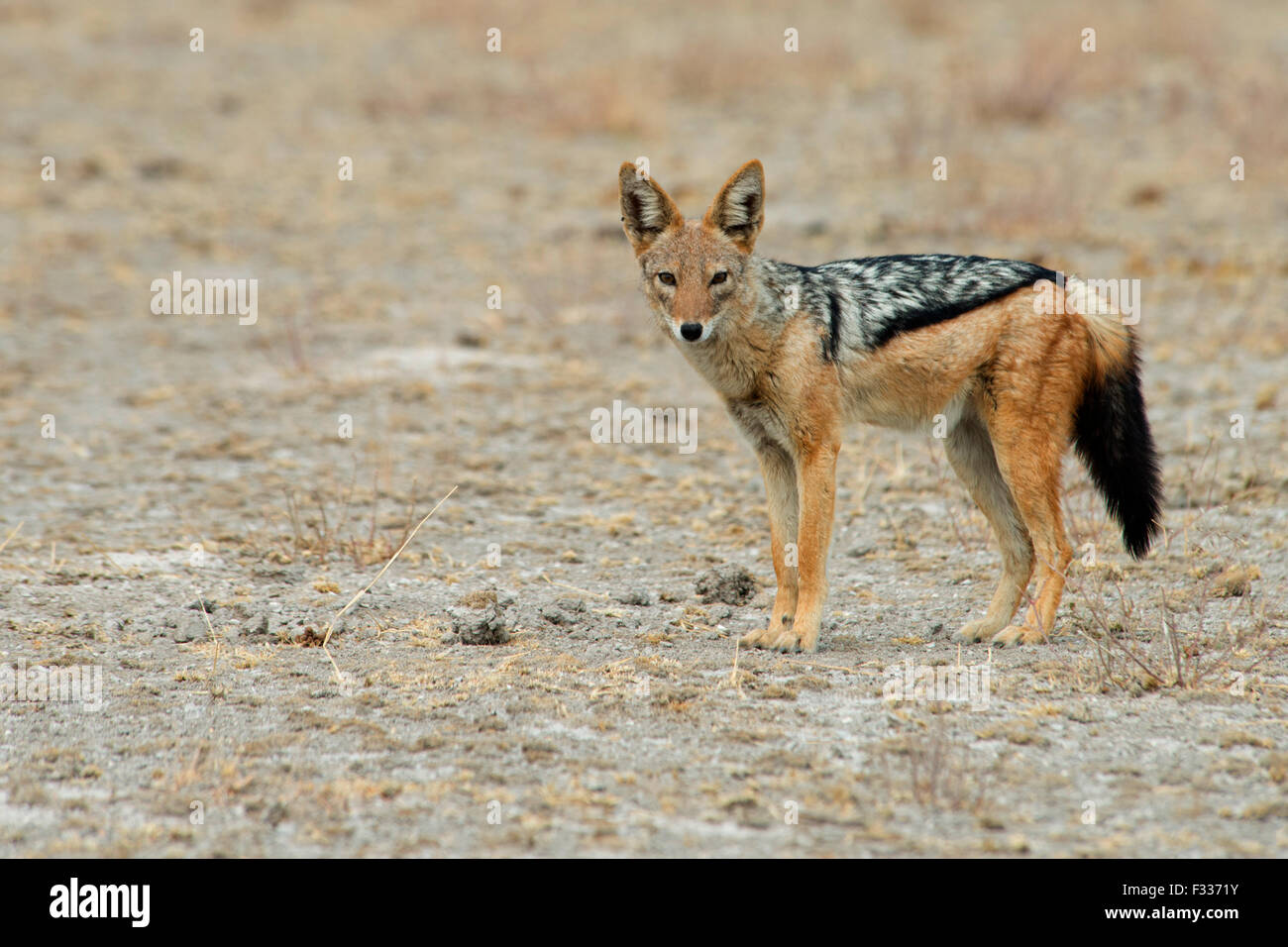 Black-backed jackal (Canis mesomelas), Etosha National Park, Namibia Stock Photo