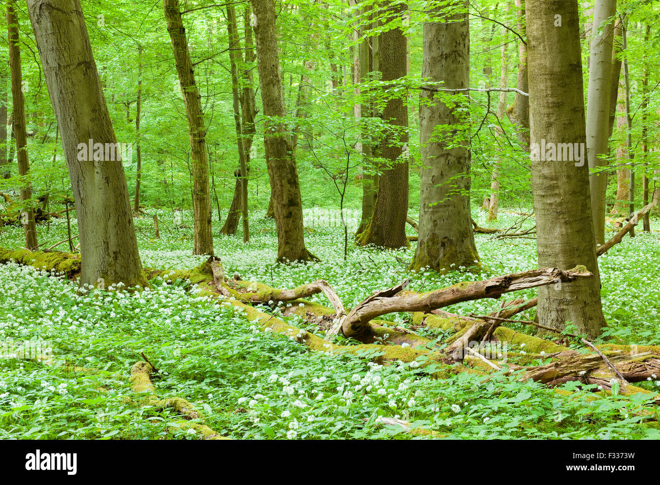 European beech (Fagus sylvatica) forest with deadwood and blooming wild garlic (Allium ursinum), Hainich National Park Stock Photo