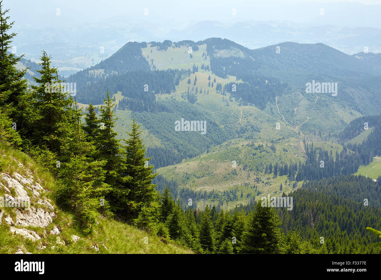 Landscape with mountains and pine trees forests Stock Photo - Alamy