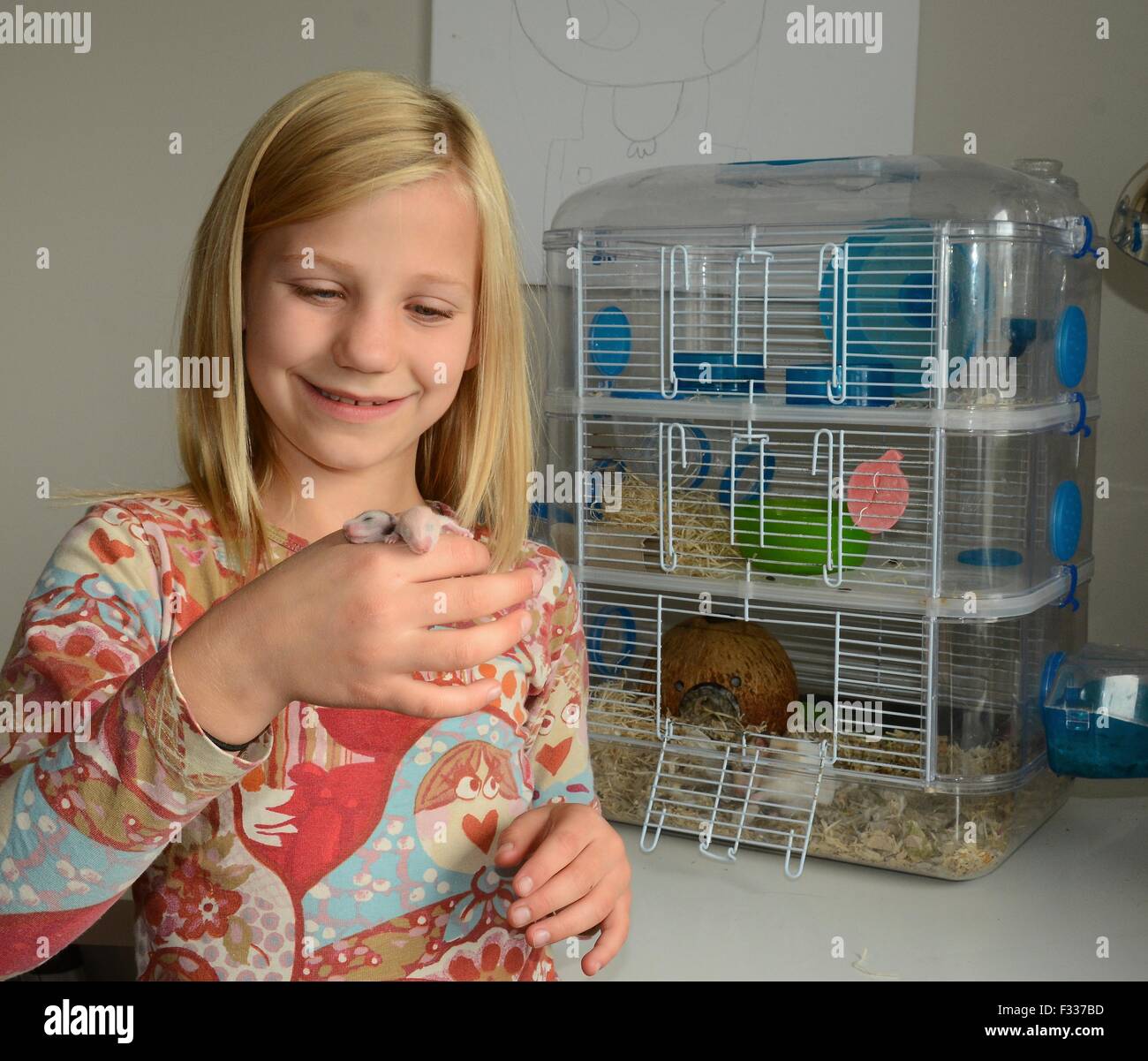 Blond Swedish girl, nine years old, holding newborn hamsters, in front of a hamster cage, Ystad, Sweden Stock Photo