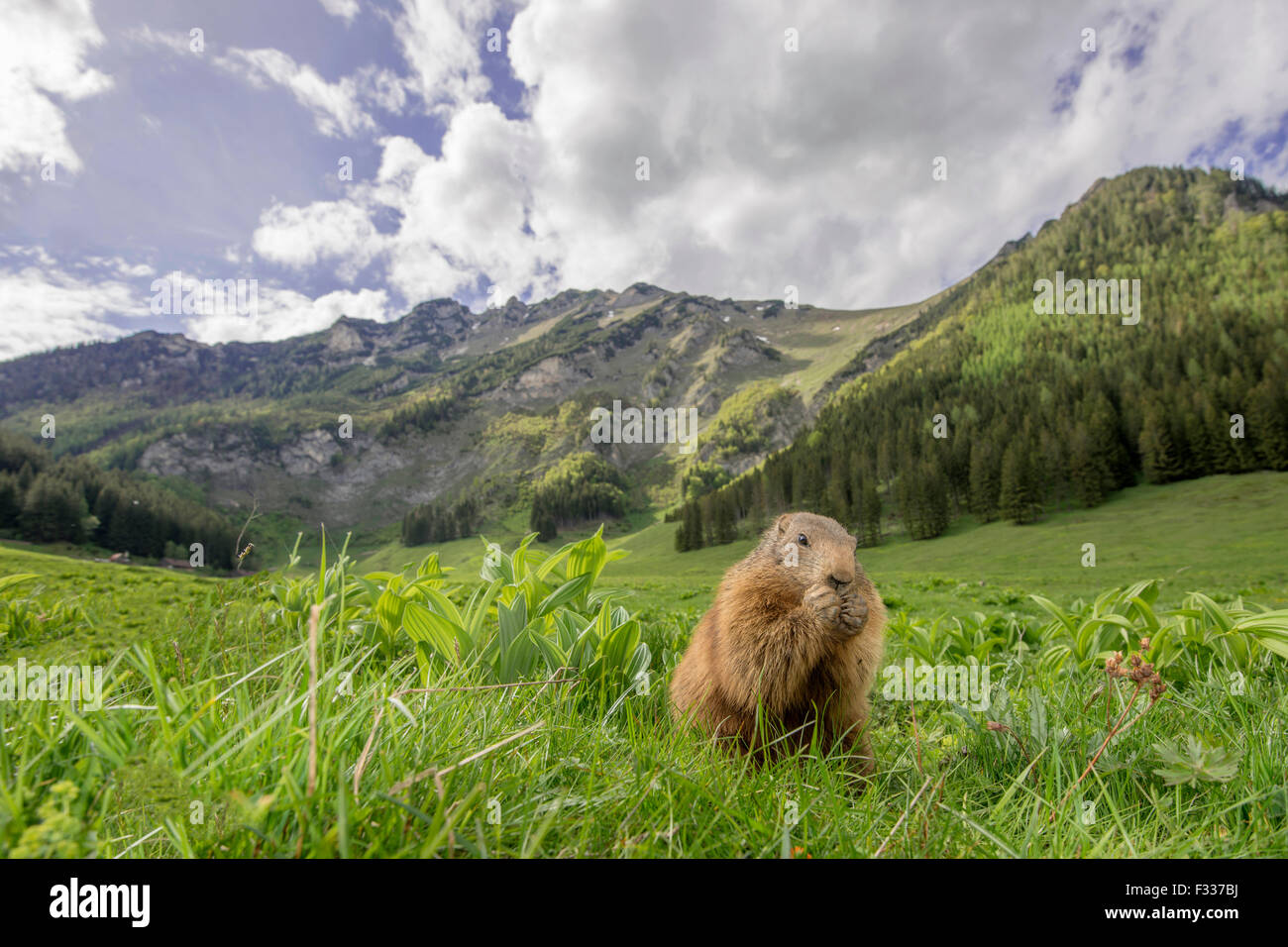 Marmot (Marmota), eating, mountainous scenery, Reichenstein, Styria, Austria Stock Photo