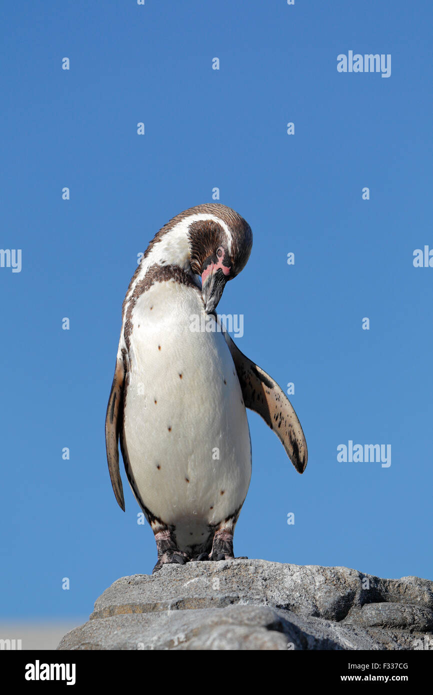 Spheniscus humboldti captive hi-res stock photography and images - Alamy