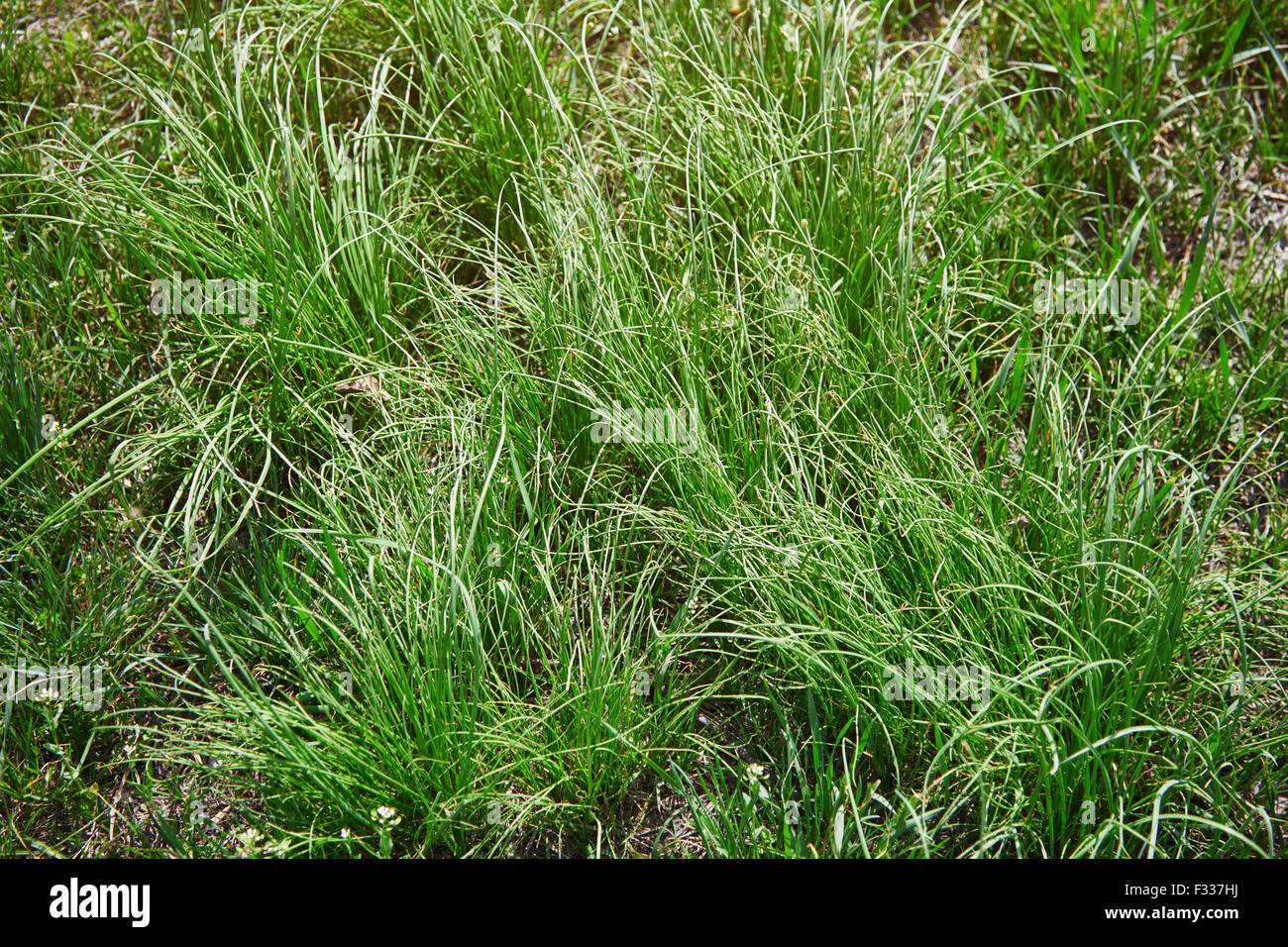 Nature Background Green Luscious Grass High Resolution Stock ...