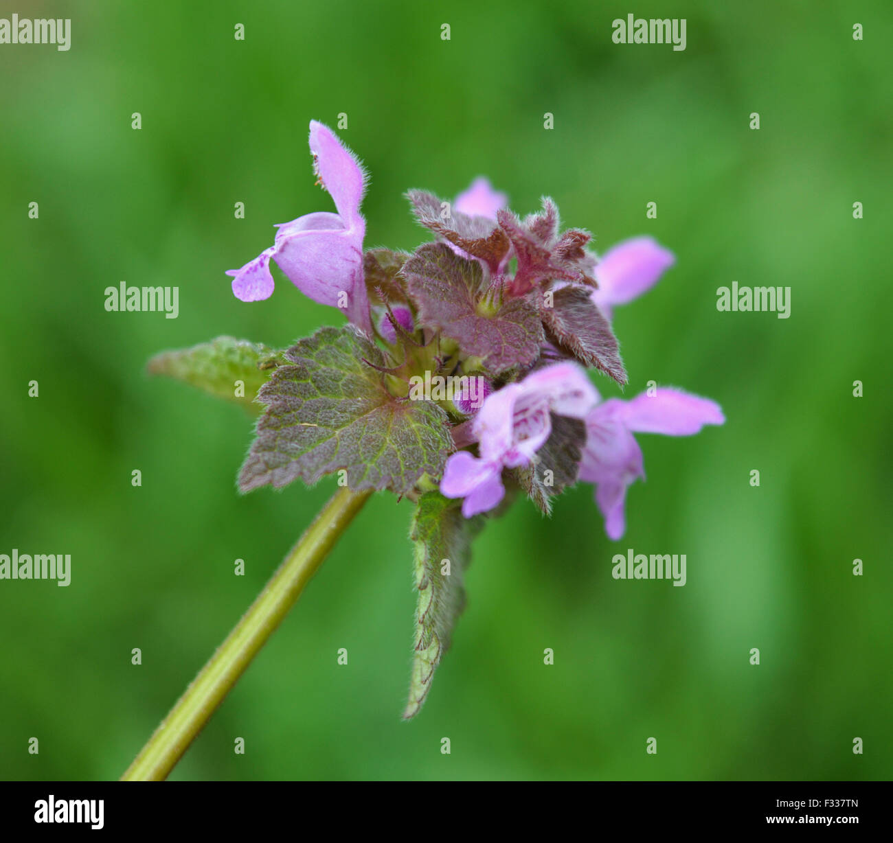 Dead nettle with pink petals Stock Photo