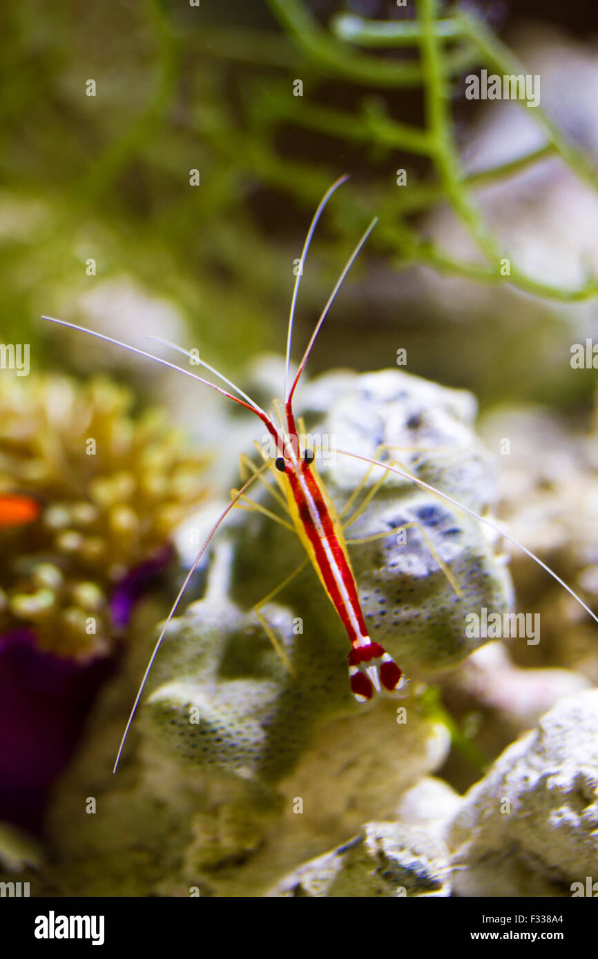 Scarlet Skunk Cleaner Shrimp in marine tank Stock Photo - Alamy