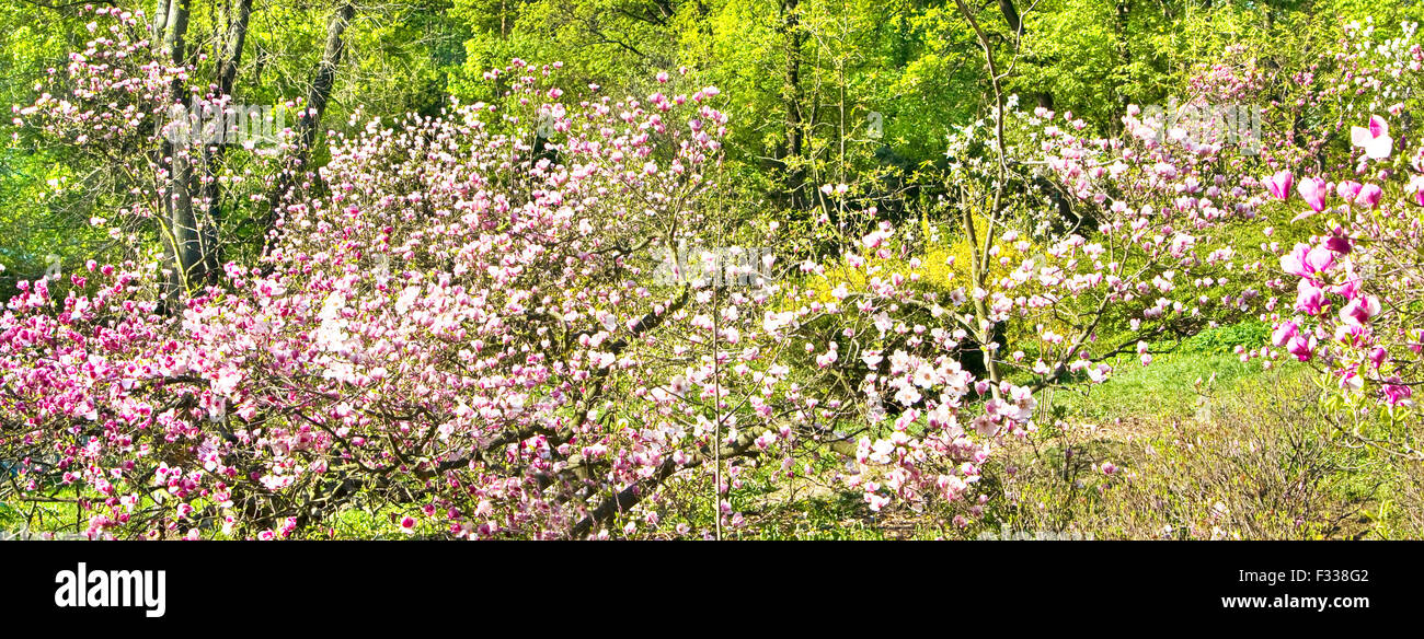 Garden with magnolia trees in blossom with pink flowers Stock Photo - Alamy